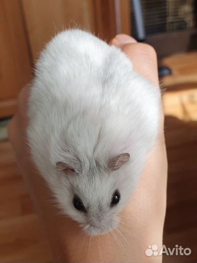 Джунгарский хомяк с клеткой
