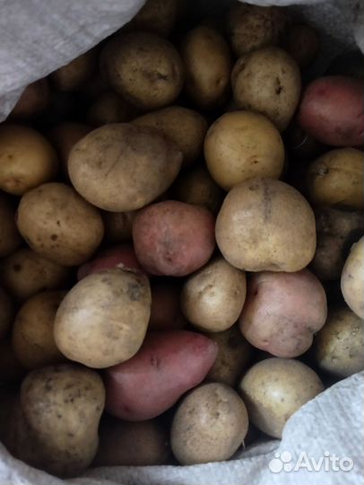 Семенной картофель