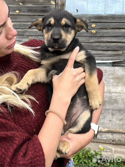 Щенки бесплатно в добрые руки