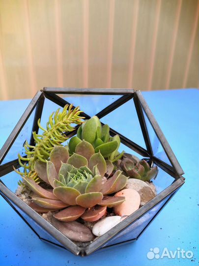 Комнатные растения: Флорариумы с суккулентами