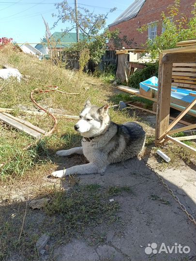 Найдена собака хаски