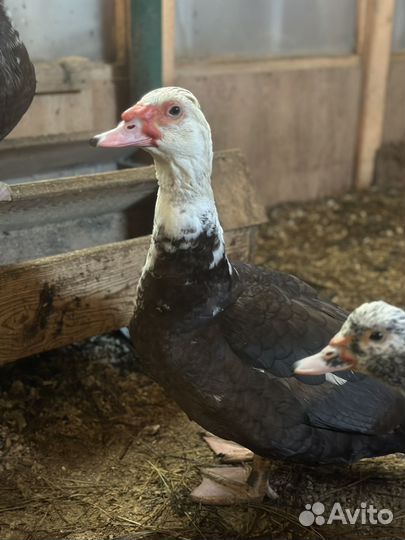 Обмен индоСелезня