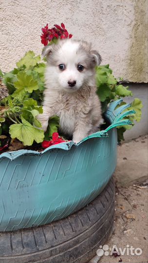 Щенки маленькой собаки