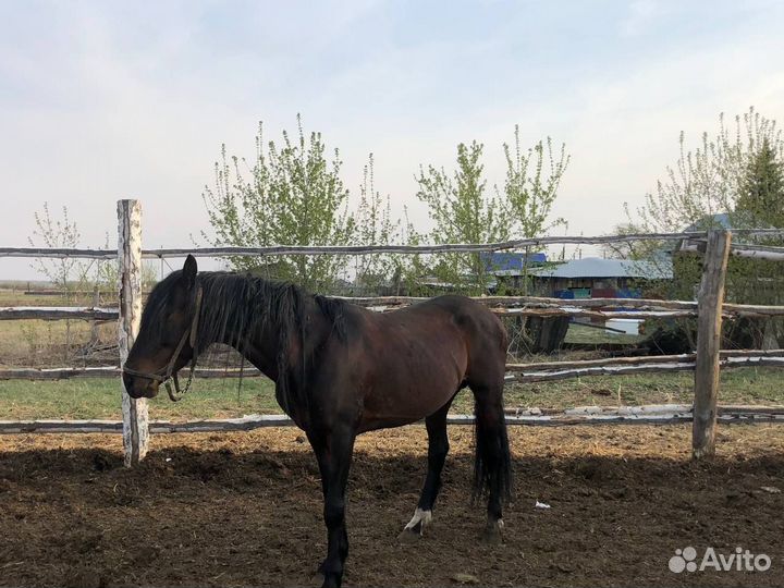 Жеребец- орловский рысак