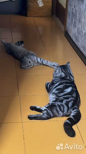 Шотландский кот вязка