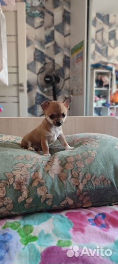 Милейшая девочка чихуахуа