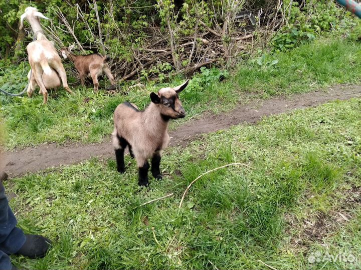 Чешско альпийские козлята на племя
