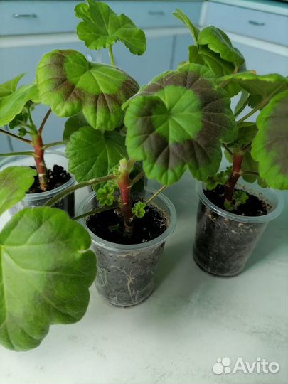 Комнатные цветы