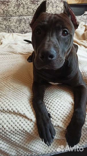 Питбультерьер вязка