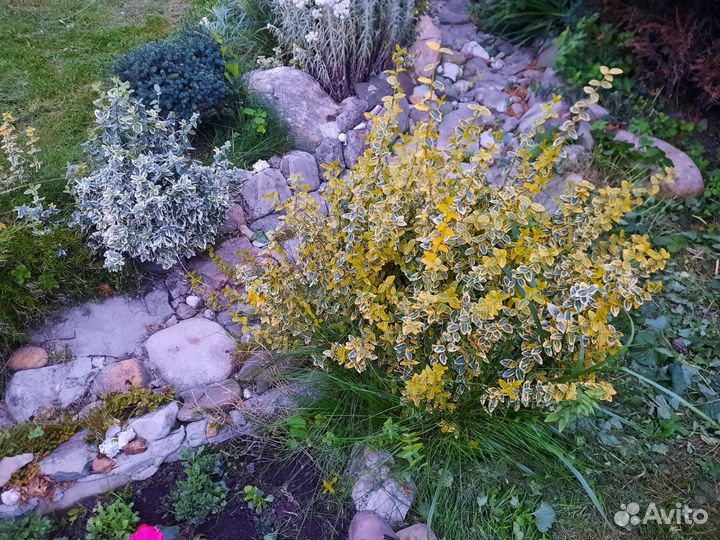 Самшиты, бересклеты, хосты