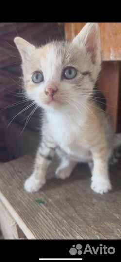 Шотландские вислоухие котята