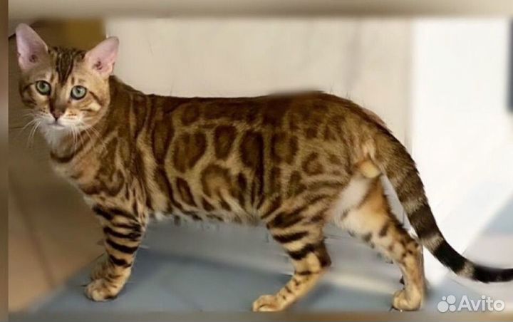 Бенгальский кот продажа