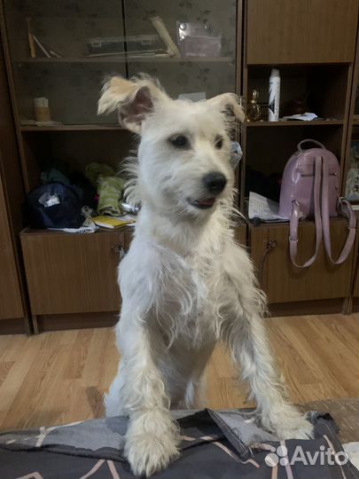 Собака в добрые руки