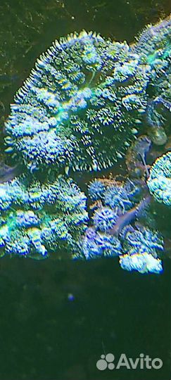Живые кораллы, морской аквариум