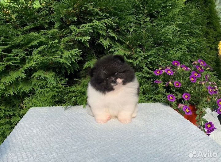 Померанский шпиц