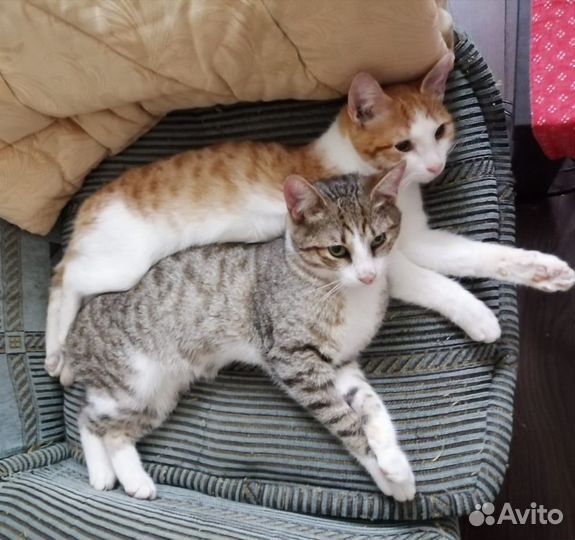 Котейки ищут дом