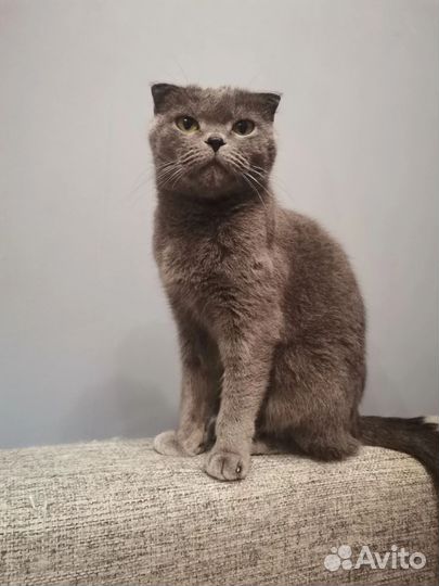 Британская кошка Мила