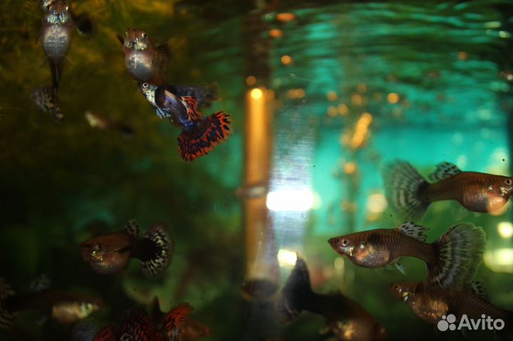 Аквариумные рыбки Ангарск
