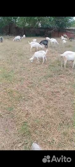 Козы и козлы