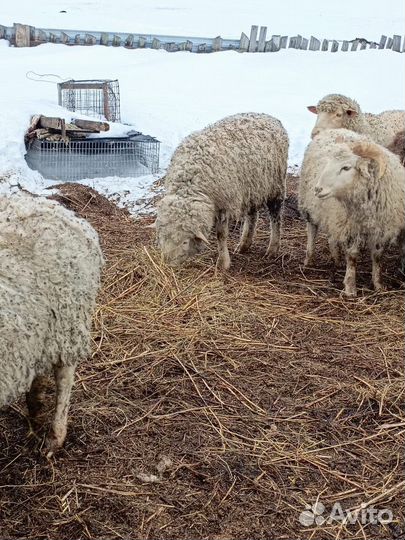 Овцы и бараны на курбан байрам