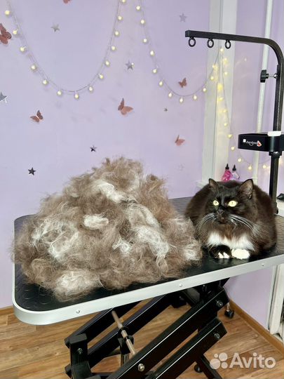 Груминг кошек (Не стригу, только вычес и мытье)