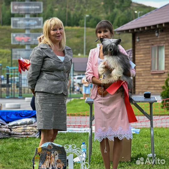 Китайская хохлатая