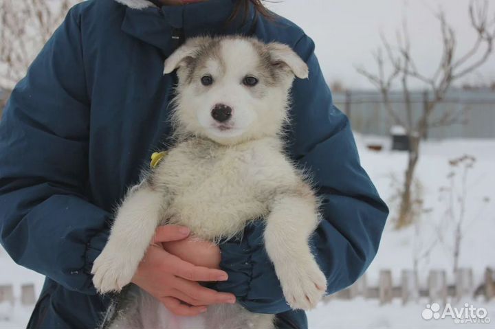 Щенок мальчик,4.5 мес