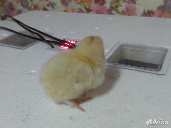 Продам цыплят