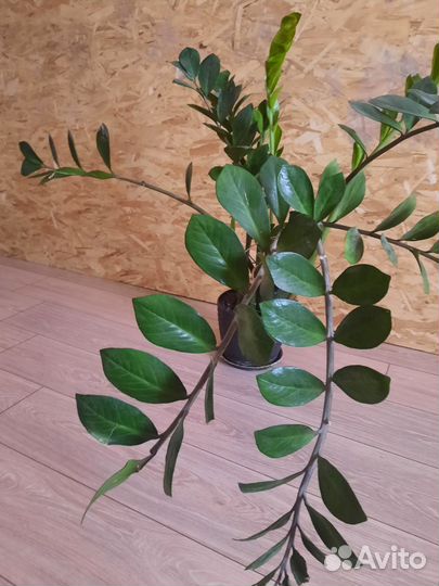 Замиокулькас