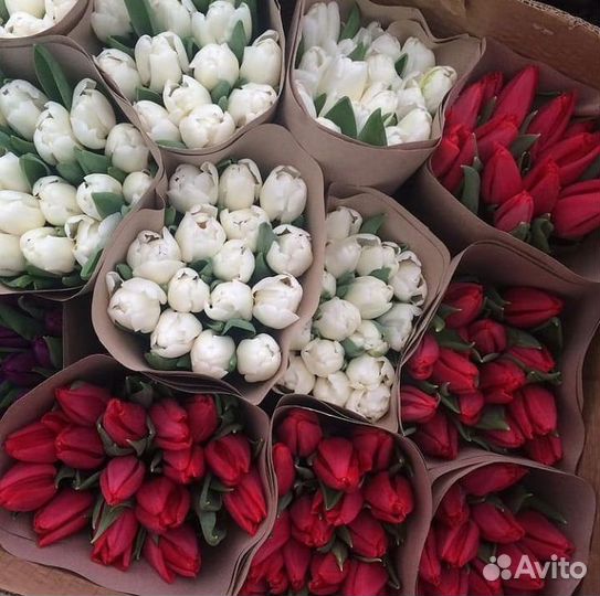 Тюльпаны оптом