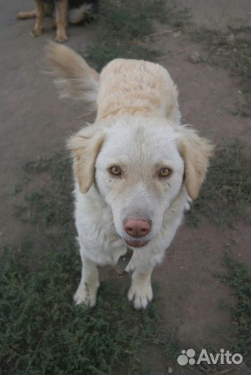 В добрые руки