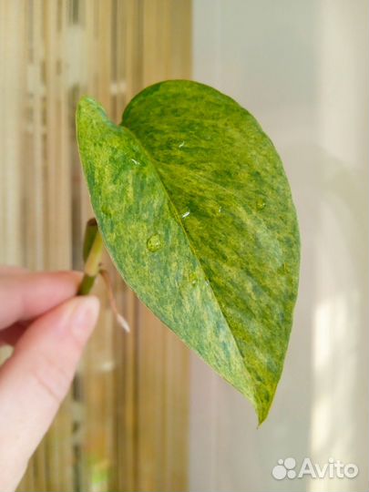Эпипремнум pinnatum Mint variegata