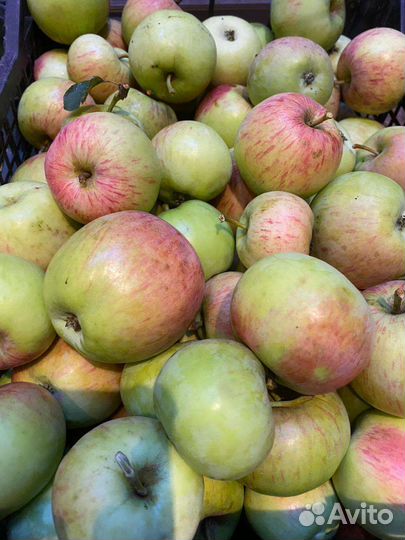 Яблоки садовые