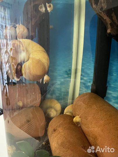 Улитки и растения для аквариума