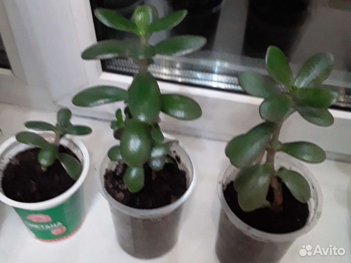 Денежные деревца