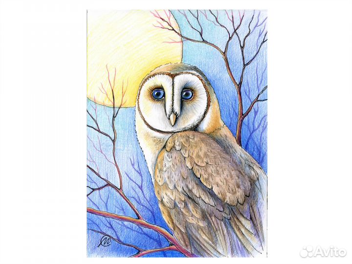 Рисунок сова сипуха