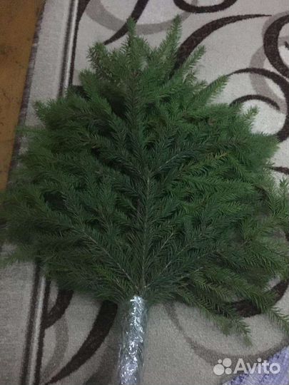 Лапник еловый