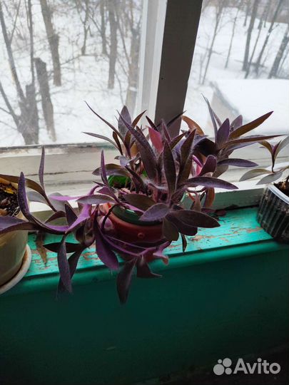 Комнатные цветы