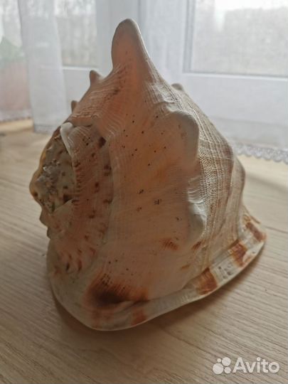Ракушки