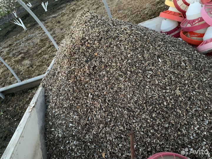 Ракушка речная