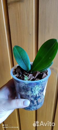 Орхидеи бабочки