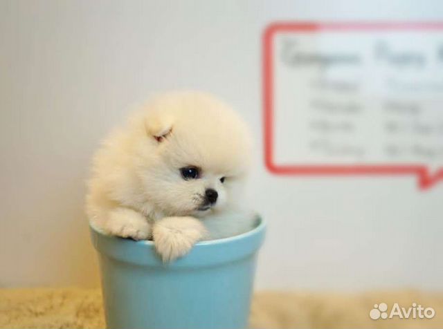 Минимишки*Доставка/Самовывоз