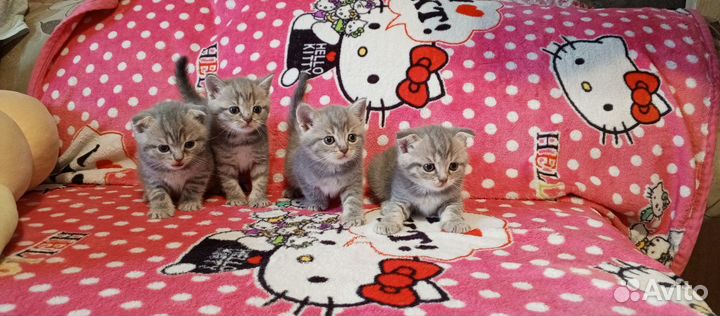 Шотландские котята