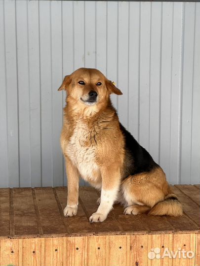 Шикарная добрая собака в отлове