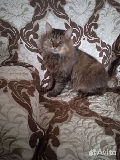 Котик в добрые руки