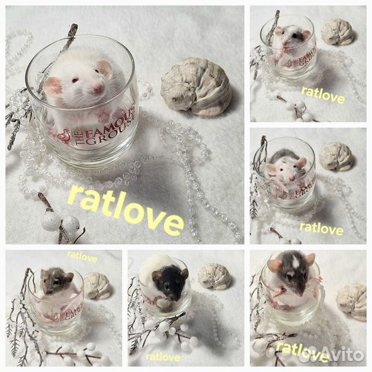 Крысята дамбо от ratlove девочки