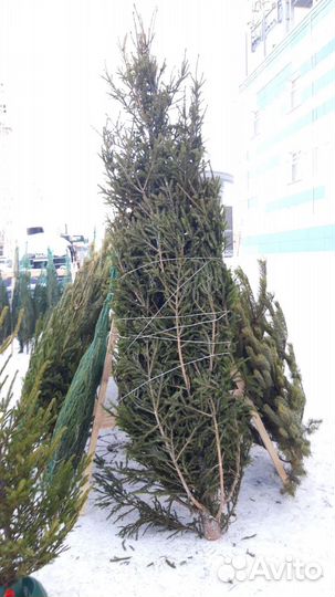 Елка новогодняя живая + доставка/подставка