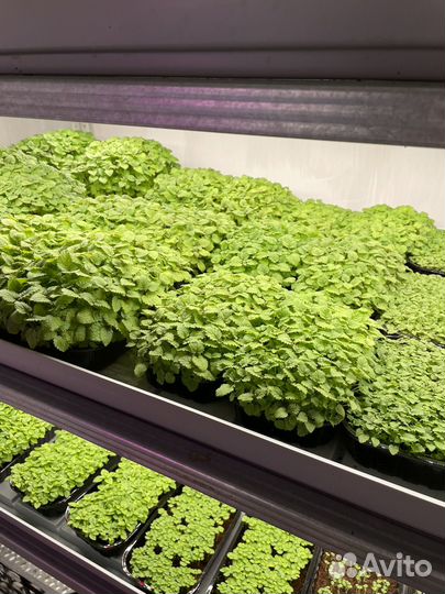 Микрозелень