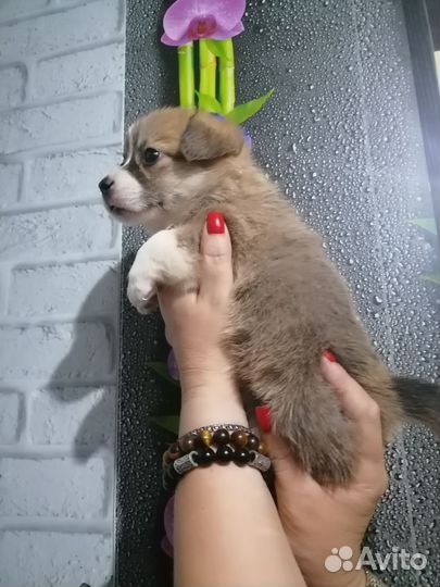 Вельш-корги пемброк девочка