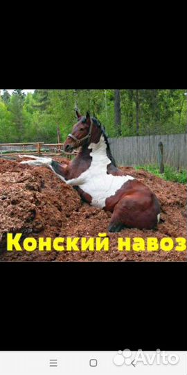 Навоз конский